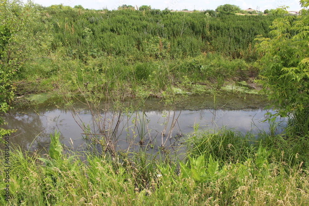 Obraz premium A pond surrounded by trees