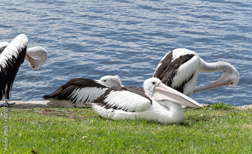Resting pelican