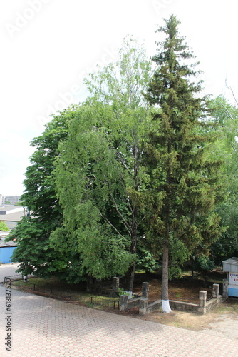Fototapeta Naklejka Na Ścianę i Meble -  A group of trees in a park