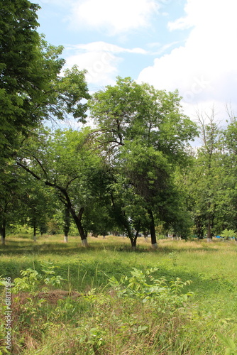 A group of trees in a grassy field