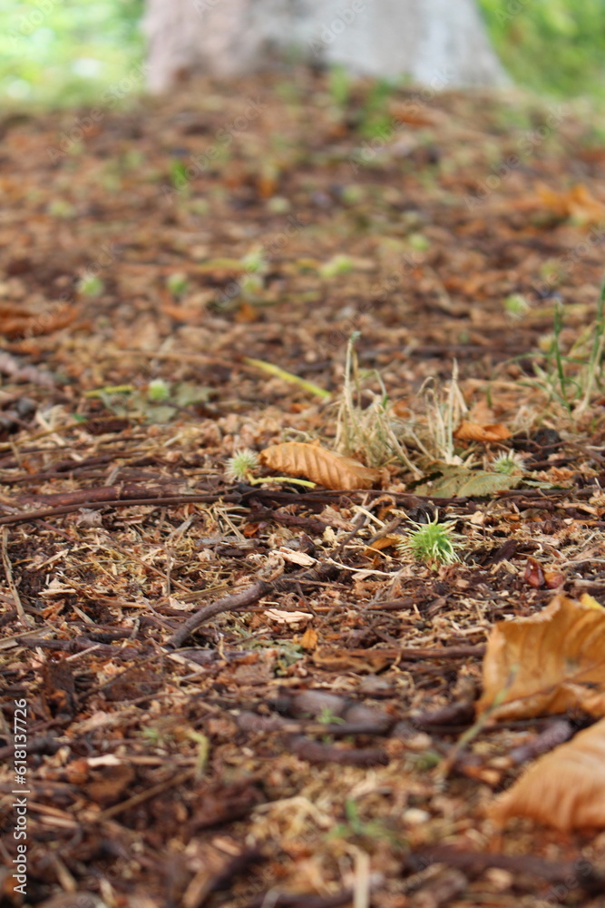 A pile of leaves A pile of leaves