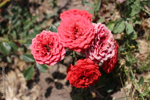 A group of red flowers
