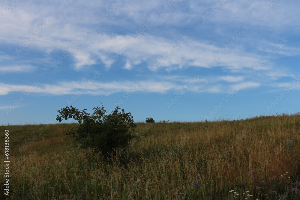 A grassy field with trees in the background A grassy field with trees in the background