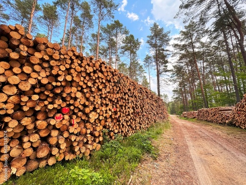 Big logs of wood are prepared in a sawmill for the production of furniture and lumberwood. Ecological Damage. photo