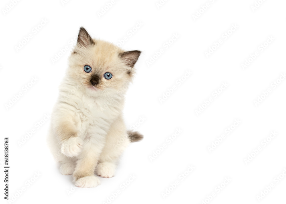 Cute Ragdoll kitten playing with paws sitting isolated on white studio background