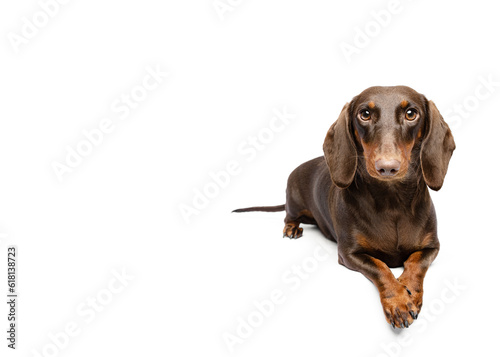 Happy dachshund dog lying down tail wagging isolated on white background