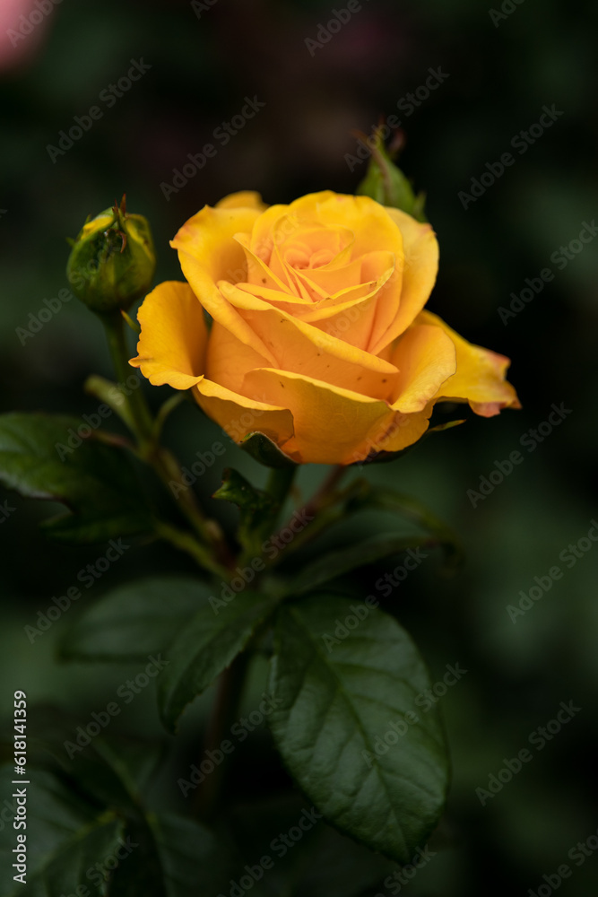 yellow rose on green background. Yellow rose. Rose in the garden. Background. Wallpaper. Yellow. Plants. Rose petals. Blooming rose. A rose bloomed in the garden. Bloom. Petals. Leaves. Rosebud. Bud.