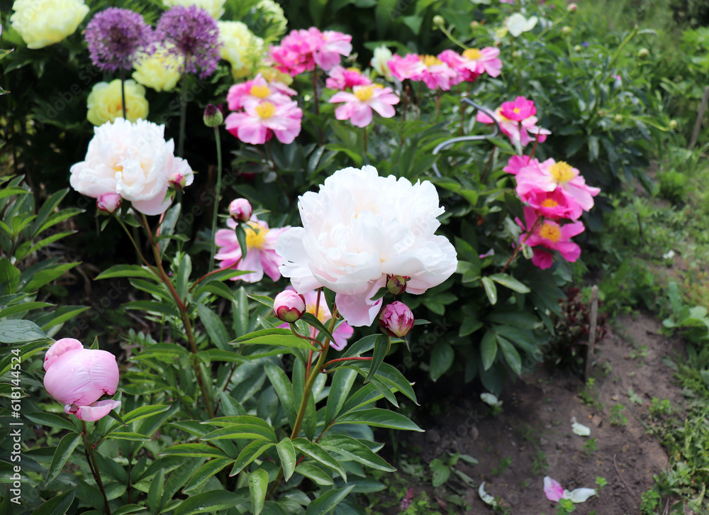 Peonies in the garden. Shot of a peony in bloom works perfectly with the green background. Spring background. Blooming, spring, flora. Flowers photo concept.Greeting cards. Peonies in the garden. Shot of a peony in bloom works perfectly with the green background. Spring background. Blooming, spring, flora. Flowers photo concept.Greeting cards.