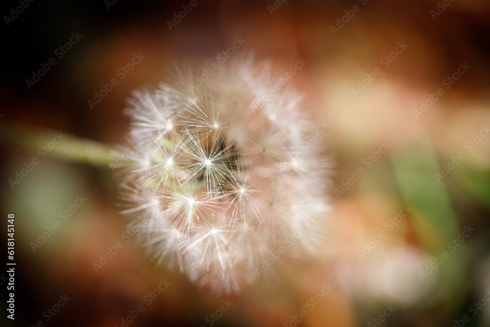 Fototapeta premium close up of dandelion