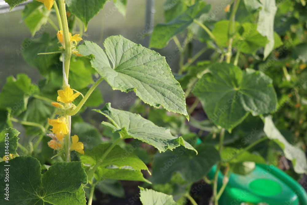 Cucumber plant growing in the greenhouse. Tied up plants Cucumber plant growing in the greenhouse. Tied up plants