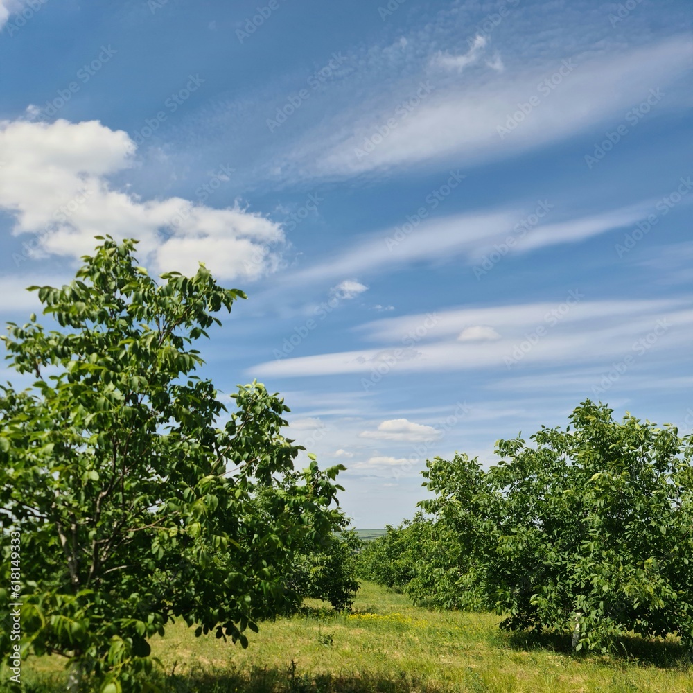 Obraz premium A grassy area with trees and blue sky