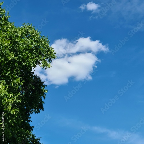 A tree with a blue sky and clouds