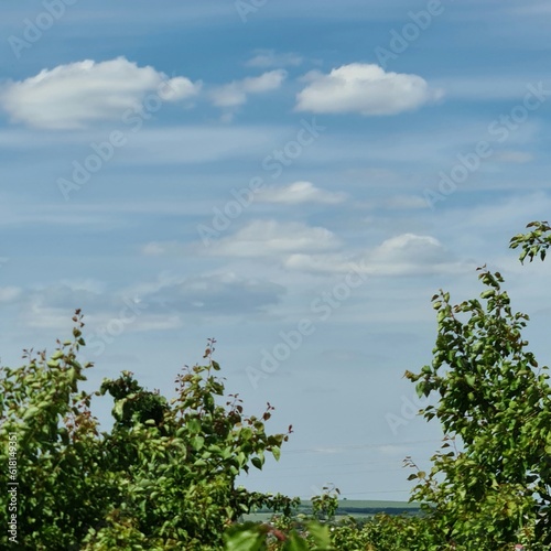 A group of trees with a blue sky and clouds