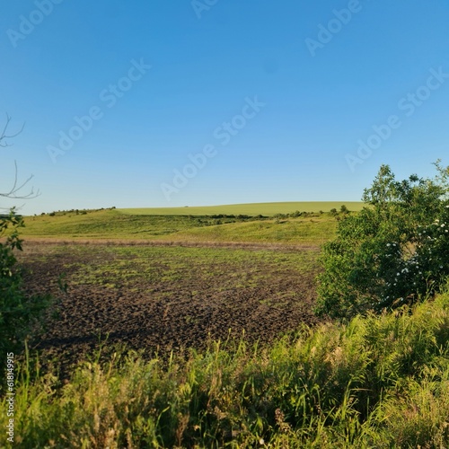 A grassy field with trees