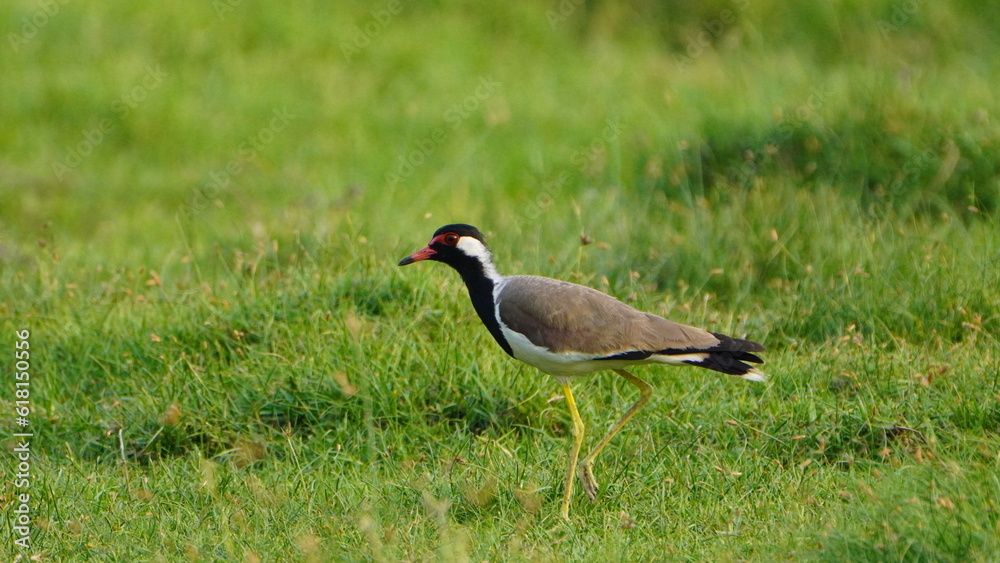 beautiful solo Red Lapwing on the grass beautiful solo Red Lapwing on the grass