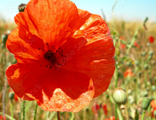 red poppy in field in france