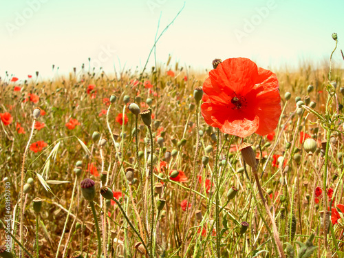 red poppy in field in france