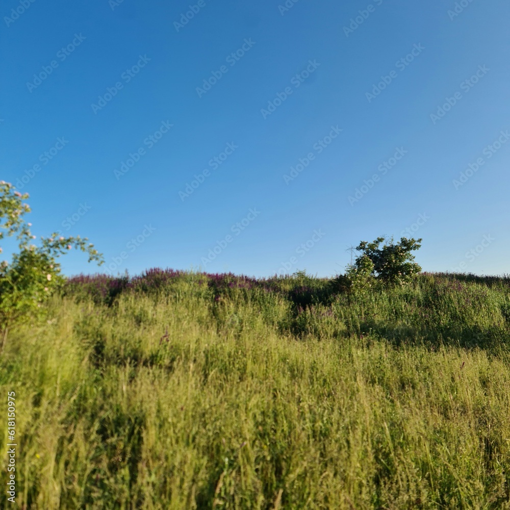 A grassy field with trees in the background A grassy field with trees in the background