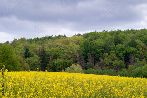 Rapeseed field with forest and cloudscape in the background