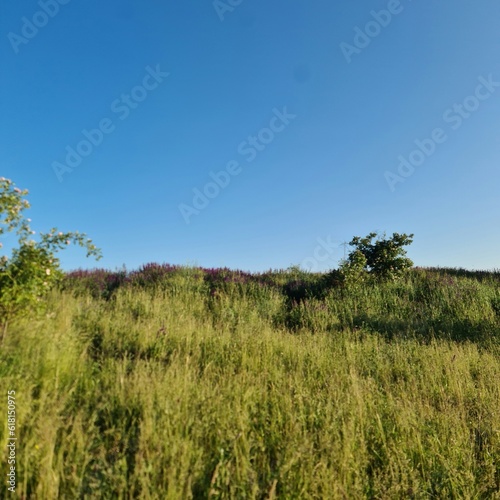 Fototapeta Naklejka Na Ścianę i Meble -  A grassy field with trees in the background