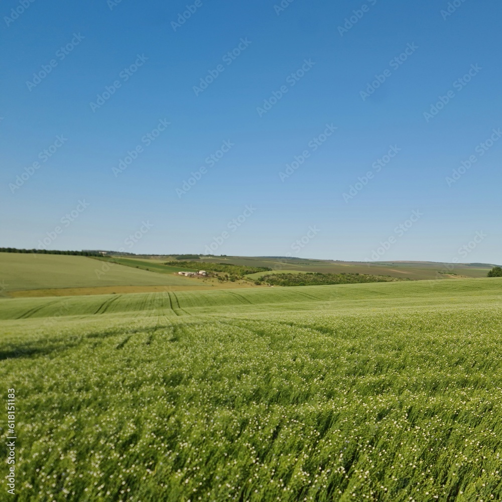 A field of grass