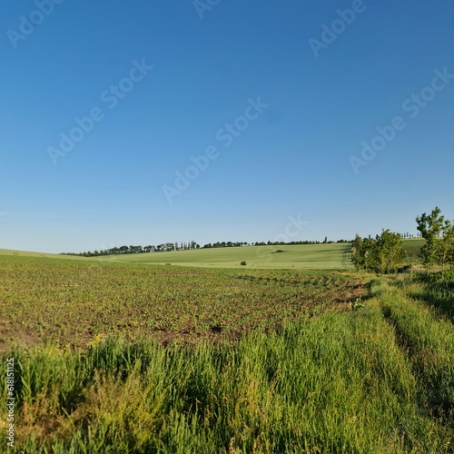 A grassy field with trees in the background