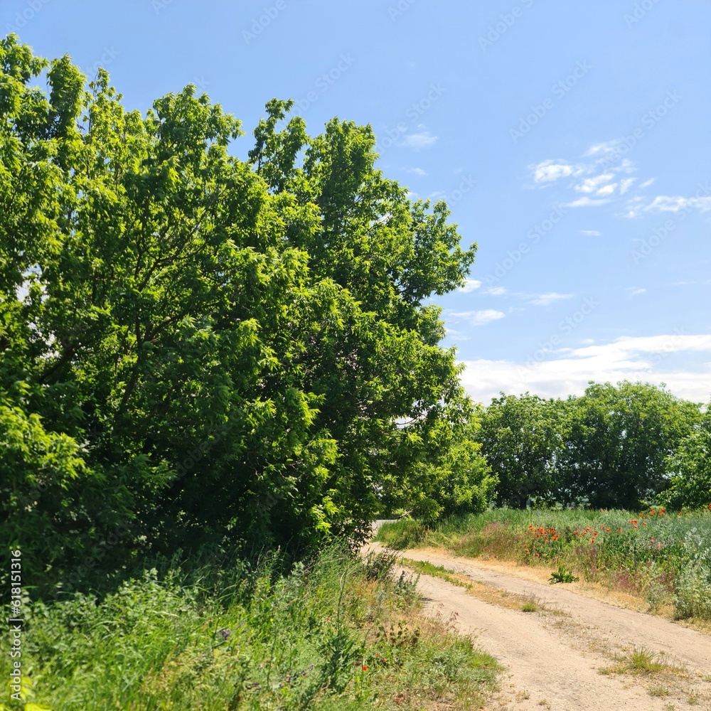 A dirt road with trees on either side of it