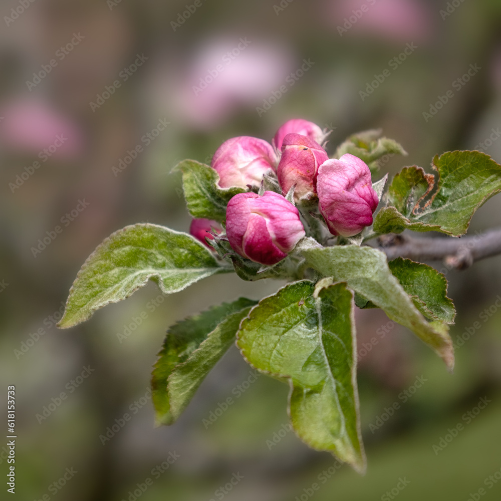 Closeup of flower buds of Apple tree Malus 'Excelsior' in a garden in Spring Closeup of flower buds of Apple tree Malus 'Excelsior' in a garden in Spring