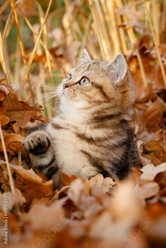 Katze, Kätzchen spielt im Garten im Herbstlaub, goldener Gerbst