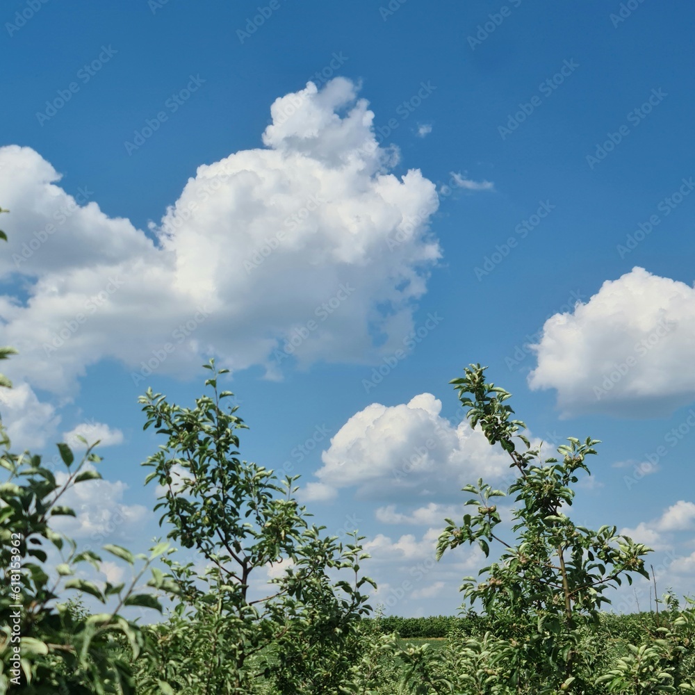Fototapeta premium A group of trees with clouds in the background