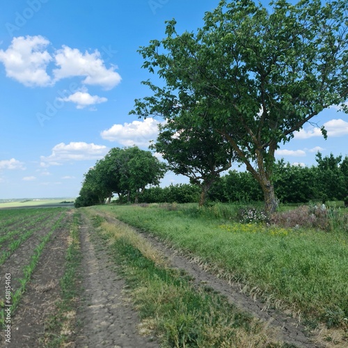 A dirt road with grass and trees