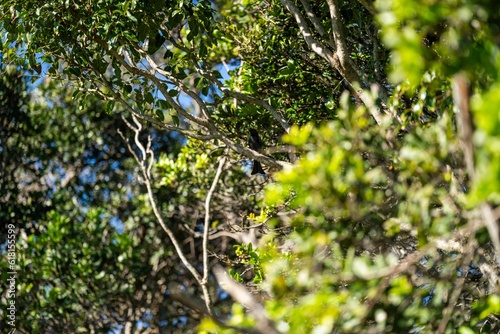 bird in Trees and shrubs in the Australian bush forest. Gumtrees and native plants growing in Australia