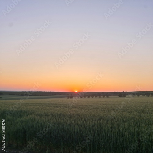 A field of grass with a sunset