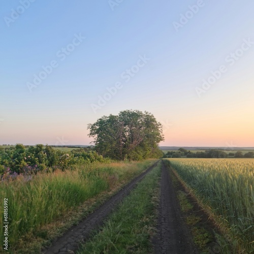 A dirt road with grass and trees