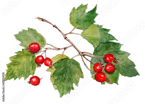 A hawtorn branch with green leaves and red berries. Watercolor isolated illustration.