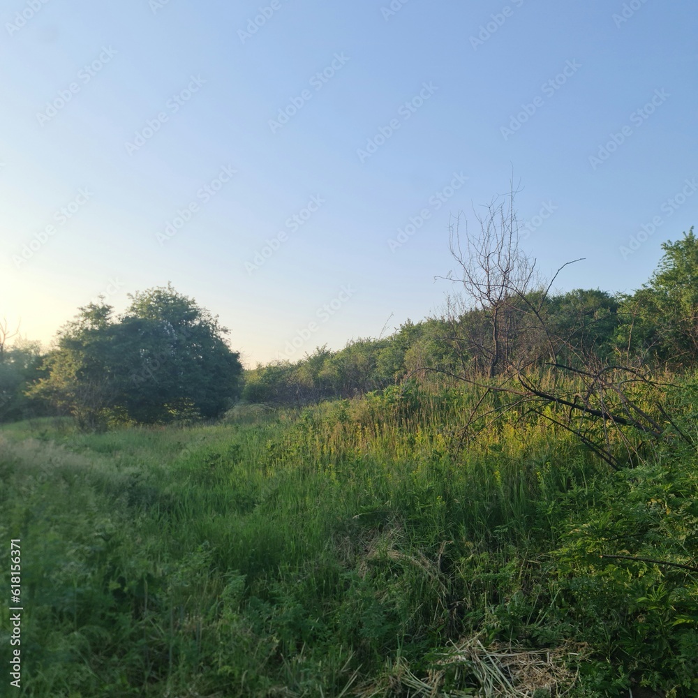 A grassy area with trees in the background