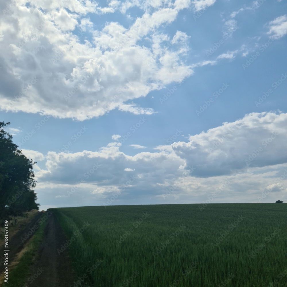 A field of green grass