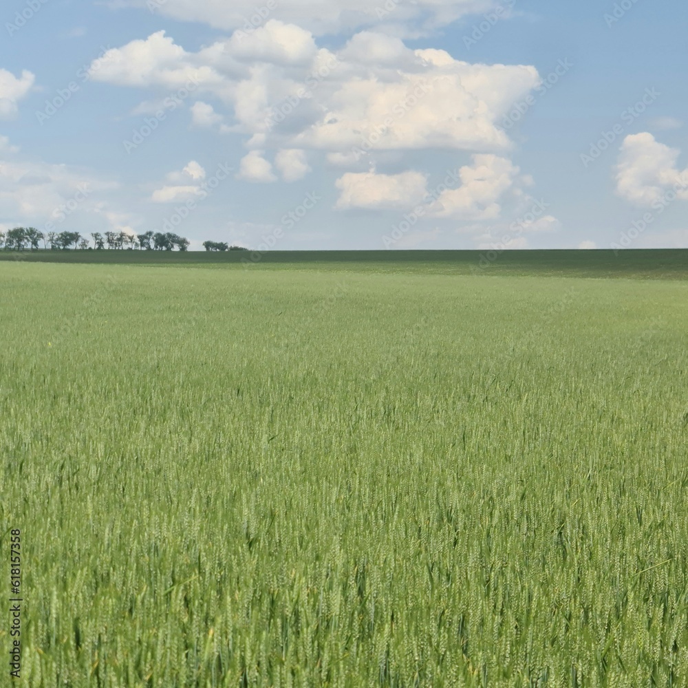 A field of green grass