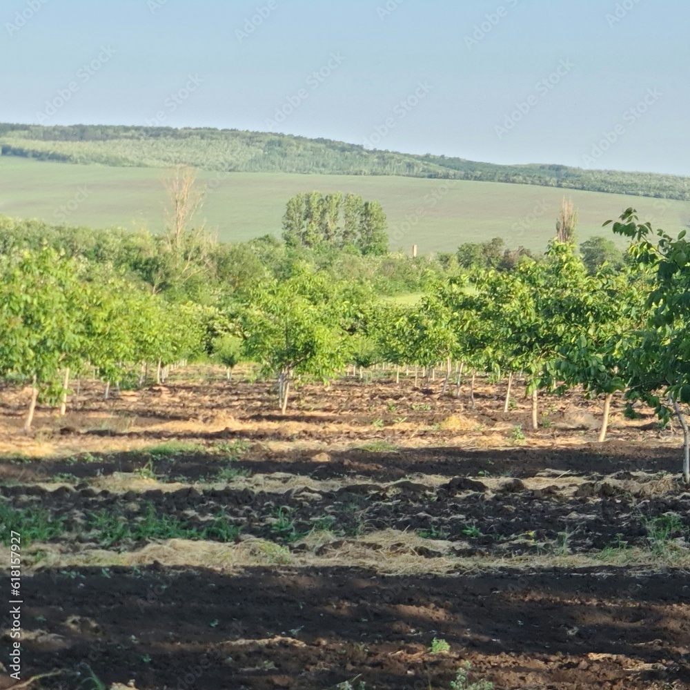 A field with trees and dirt