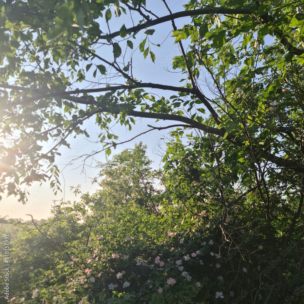 A tree with green leaves A tree with green leaves