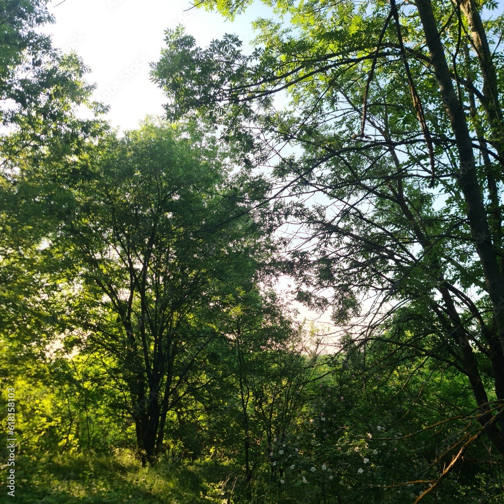 Obraz premium A group of trees