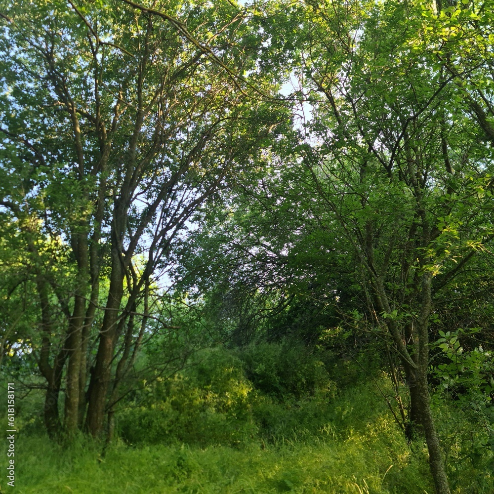 A group of trees in a grassy area A group of trees in a grassy area