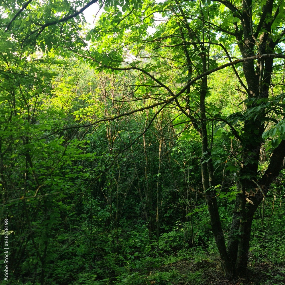 A forest with many trees A forest with many trees