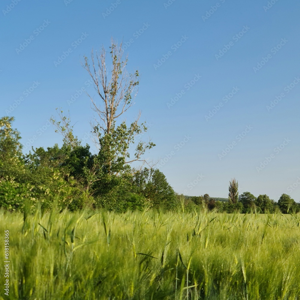 Obraz premium A grassy field with trees in the background