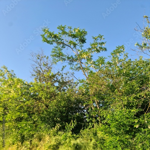 A tree with green leaves