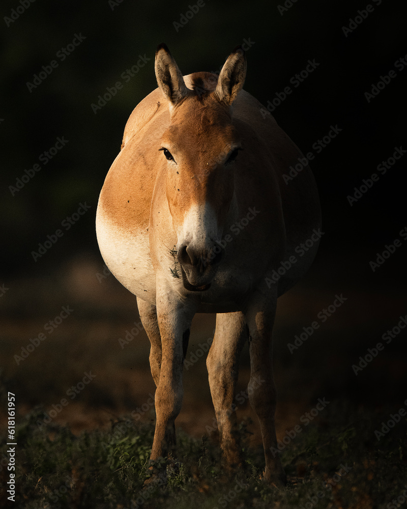 Fototapeta premium Indian Wild Ass (Equus hemionus khur), commonly known as the Ghudkhar, is a subspecies of the onager native to South Asia.