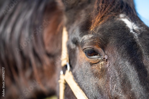 close up of a horse eye and eye lashes in a field