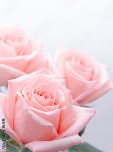 Beautiful pink blossoming roses, close up view.