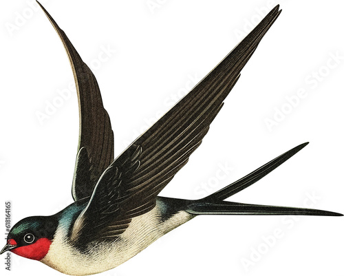Swallow isolated on transparent background, old-style illustration with grain photo