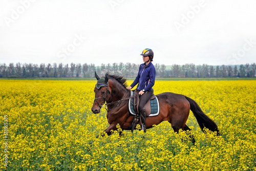 Purebred horse with rider on a rapeseed field outdoors in rural scene